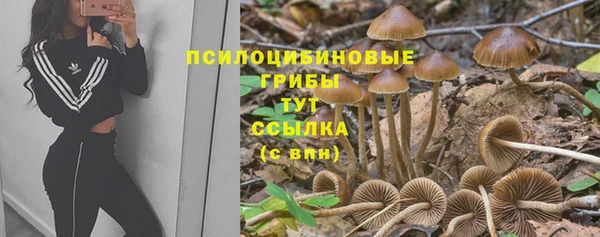 гашик Дмитров